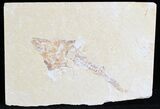 Fossil Coccodus (Crusher Fish) - Lebanon #28198-1